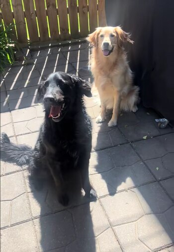 Mojo y su hermana Lilly