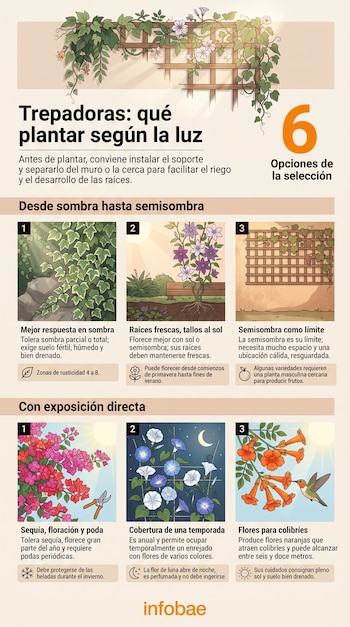 Infografía ilustrada con seis tipos de enredaderas, descripciones de cultivo, iconos informativos y el logotipo de Infobae.