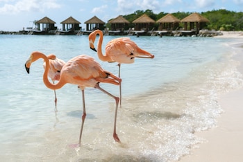 Tres flamencos rosados sobre el agua en la orilla de una playa con cabañas de madera al fondo