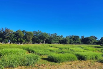Un estudio en el Chaco Semiárido identificó cultivares con alto rendimiento y buena adaptación a condiciones extremas, aportando herramientas concretas para mejorar la base forrajera