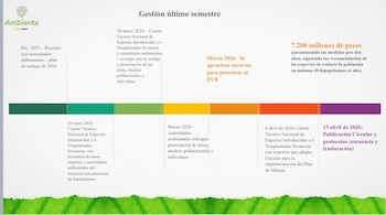 La estrategia estatal para el control del hipopótamo común incluye eutanasia, translocación a reservas y zoológicos, y esterilización quirúrgica de los ejemplares - crédito @MinAmbienteCo / X