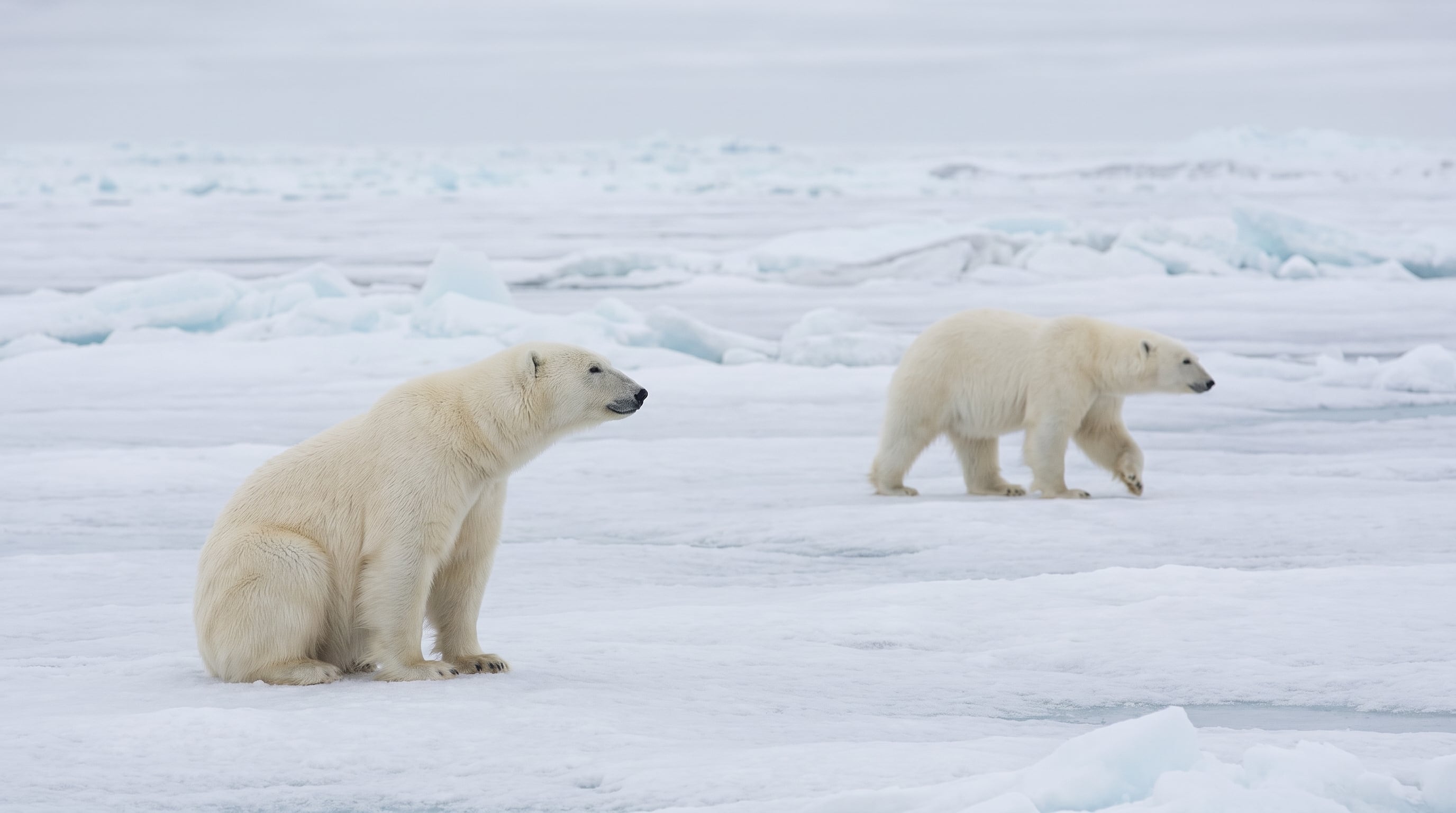 La nieve sobre el hielo marino del Ártico se volvió más delgada y la superficie más lisa, un cambio que afecta a osos polares y focas. (Imagen Ilustrativa Infobae)