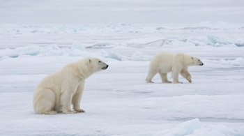 Dos osos polares, uno sentado y el otro caminando, sobre una extensión de hielo y nieve con trozos de hielo en el fondo bajo un cielo nublado.