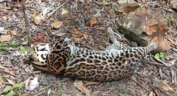 Ocelote atropellado, las carreteras cercanas a los bosques son un peligro para la fauna silvestre. (MiAmbiente)