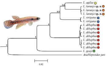 Árbol filogenético con nombres científicos de peces, círculos de distintos colores, escala numérica y la fotografía de un pez