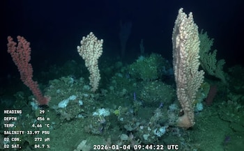 Las comunidades quimiosintéticas pueden atrapar