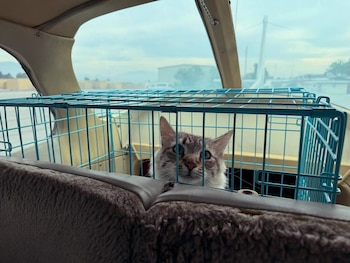 Melo fue hallado a ocho