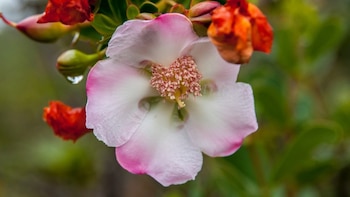 Desarrollan una nueva herramienta genómica que ayuda a descifrar la historia evolutiva de las plantas clusioides
