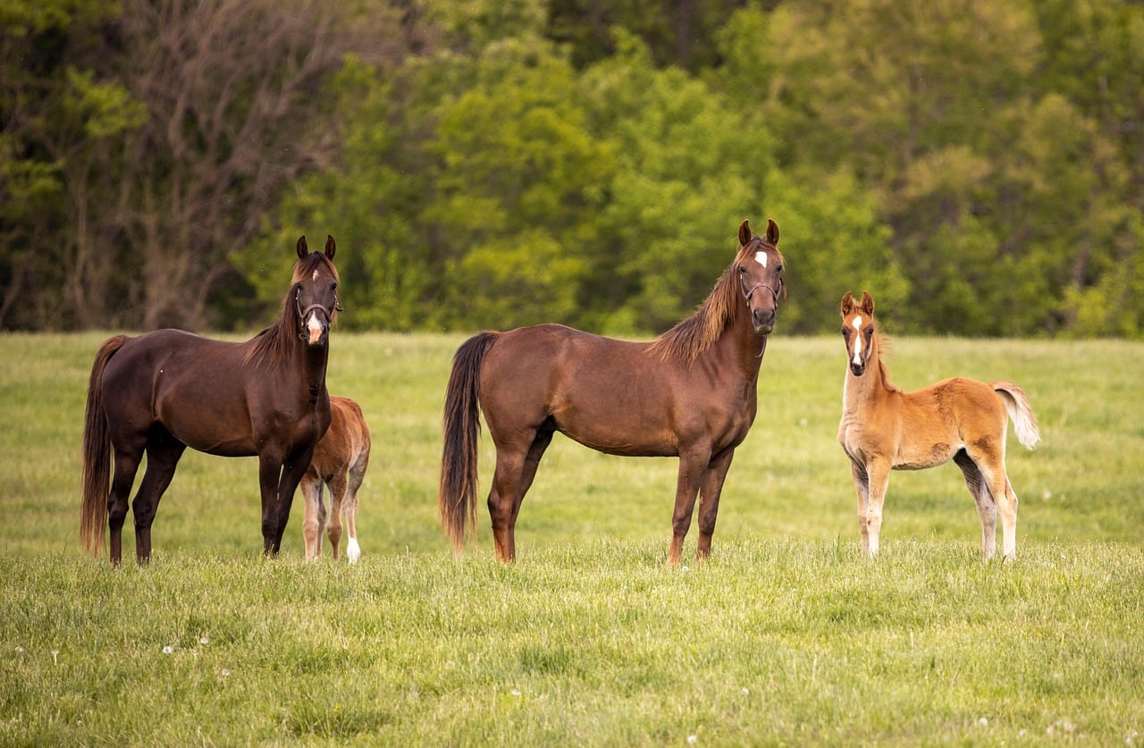 La propuesta de Michela Vittoria Brambilla busca reconocer a los equinos como mascotas y proteger sus derechos (Pixabay)