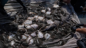Más de 3.100 picaduras de mantarraya ponen en alerta las playas del sur de California