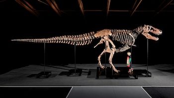 Dinosaurio T. rex Gus