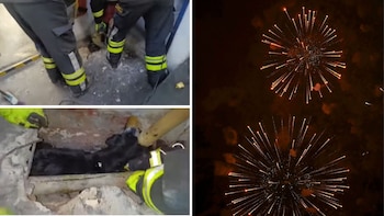 Bomberos salvan a un perro