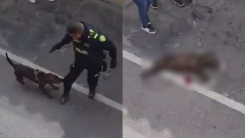 Video: policía mató a un perro que lo mordió, desató protestas y fue apartado del cargo en Antioquia