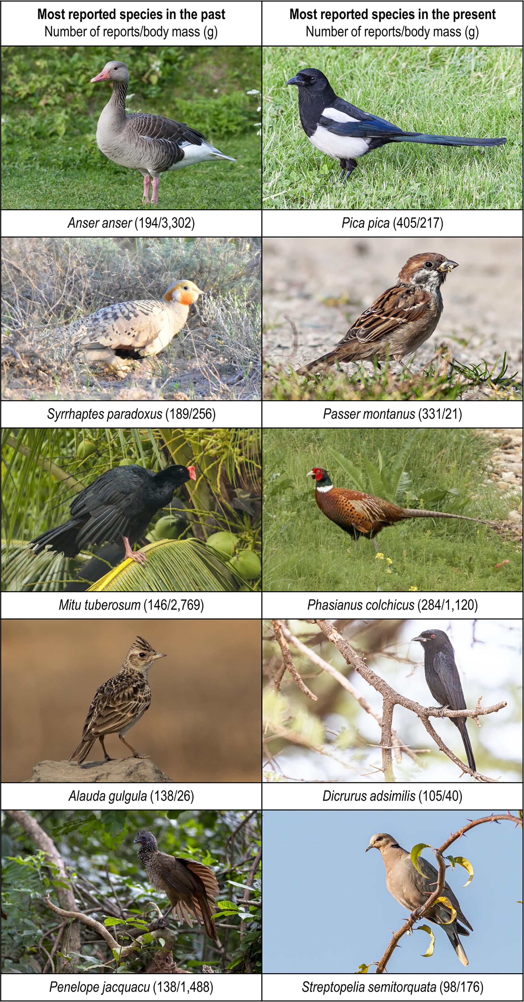 Las cinco especies de aves más reportadas, tanto en el pasado como en el presente, en los 10 sitios (Fotografías: Daniel Burgas (A. anser, D. adsimilis, P. pica, P. montanus y S. semitorquata), Joan de la Malla (M. tuberosum, P. jacquacu y P. colchicus), Vedant Kasambe (A. gulgula) y Andrew Bazdyrev (S. paradoxus)