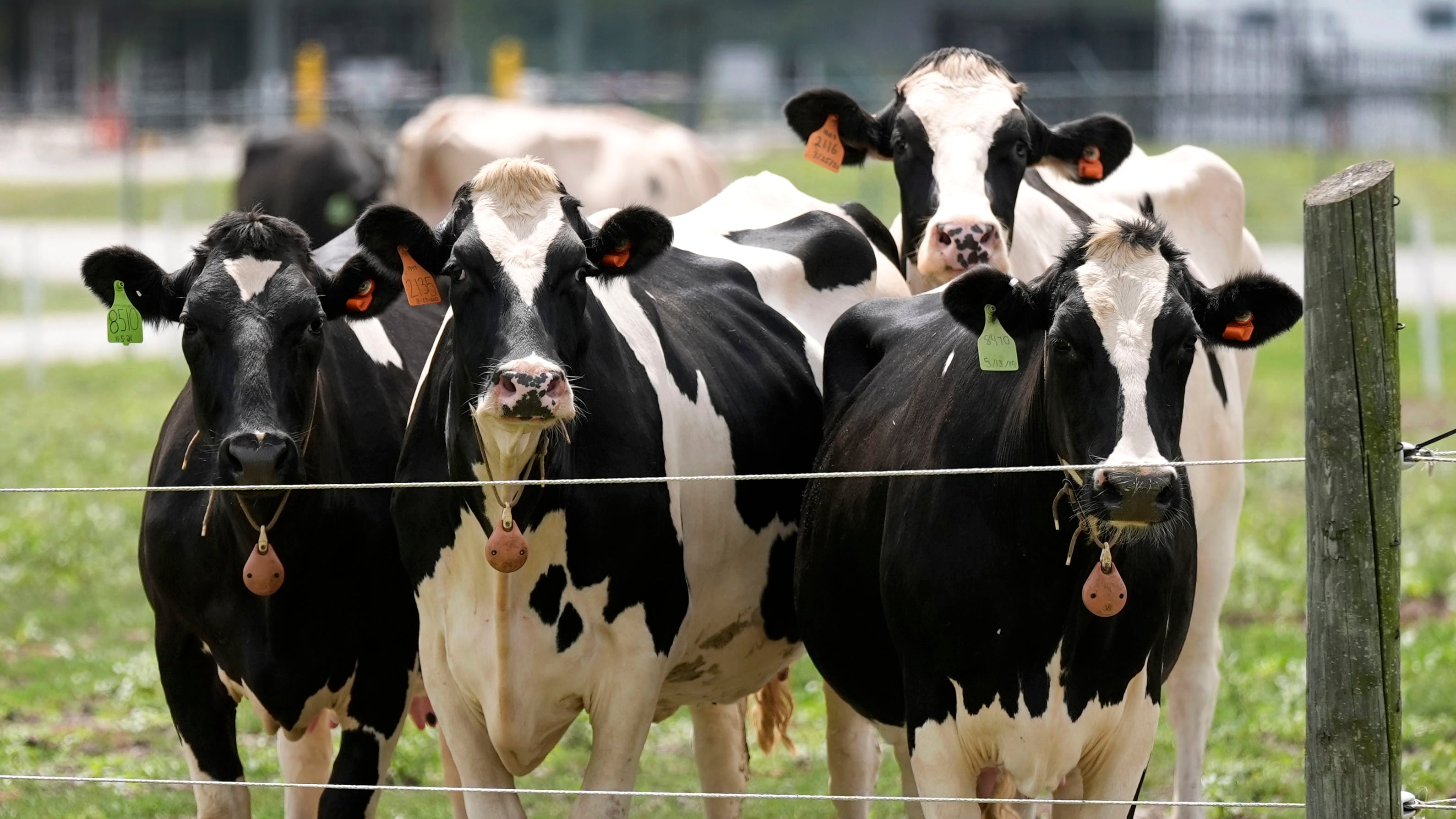 Las vacas multíparas mostraron mayor riesgo de enfermedad clínica lo que podría relacionarse con la exposición acumulada al proceso de ordeño (AP Foto/Charlie Neibergall, Archivo)