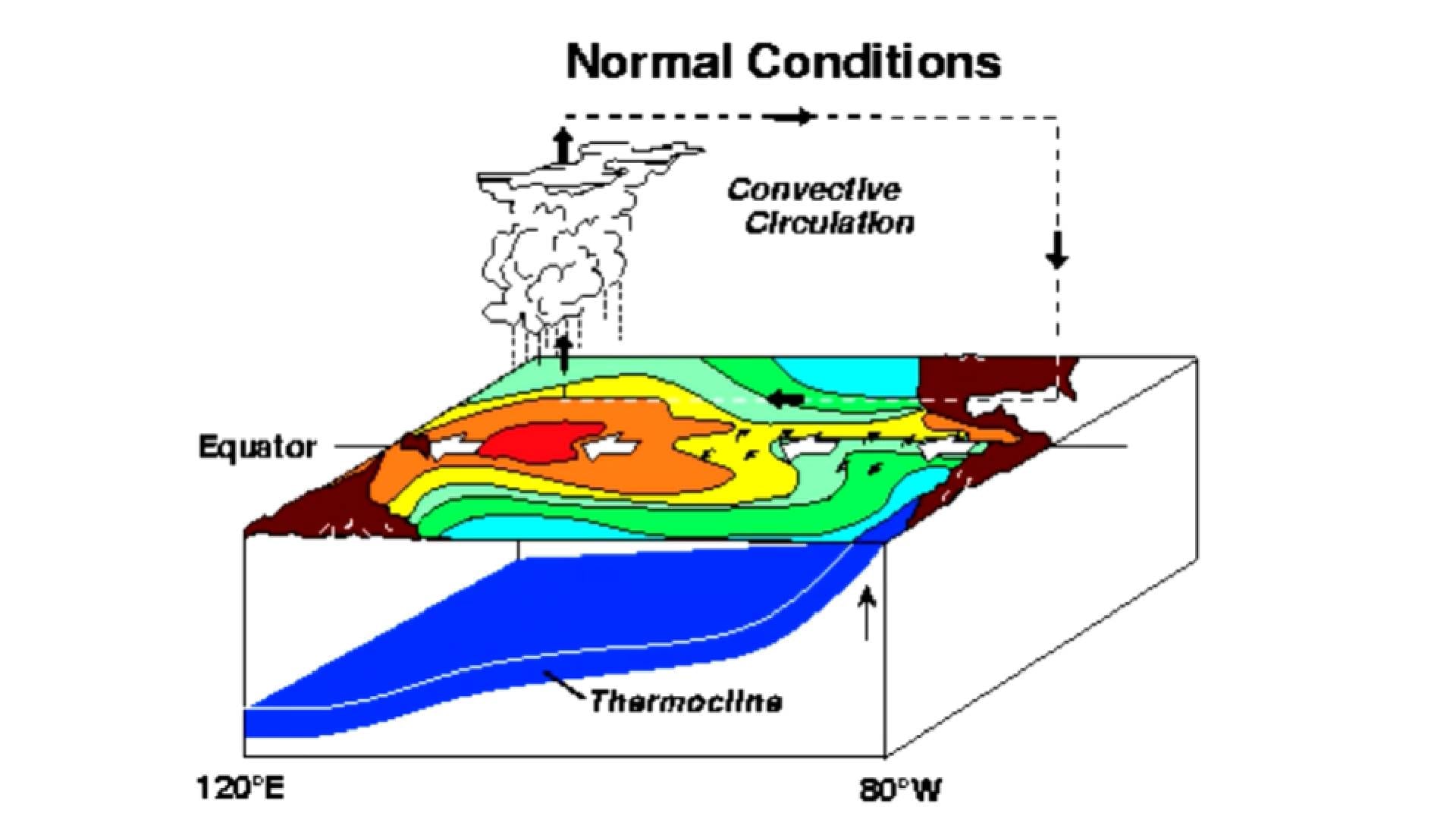 Un diagrama muestra la distribución de temperaturas superficiales, patrones de viento y la circulación atmosférica del Pacífico Ecuatorial bajo condiciones climáticas normales (NOAA)
