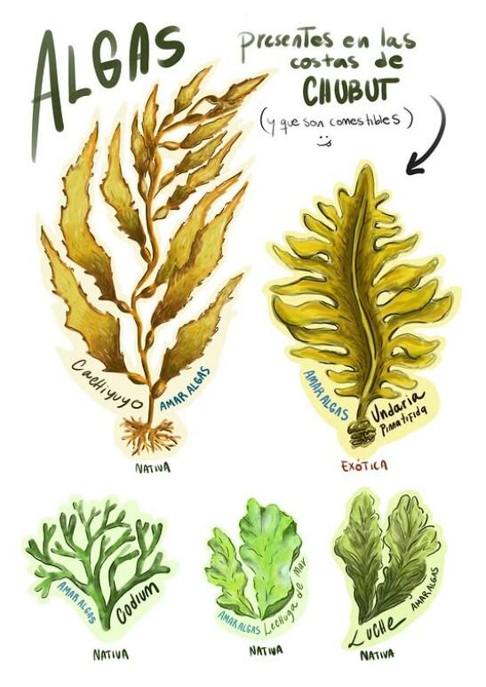 La undaria fue descubierta en 1992 en Puerto Madryn y hoy se extiende desde Río Negro hasta Santa Cruz