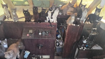 Rescatan 60 gatos desnutridos de un velero abandonado frente a una playa de Washington