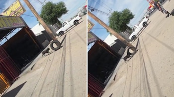 Perrito se vuelve viral por trabajar en una vulcanizadora mexicana y ayudar a mover las llantas
