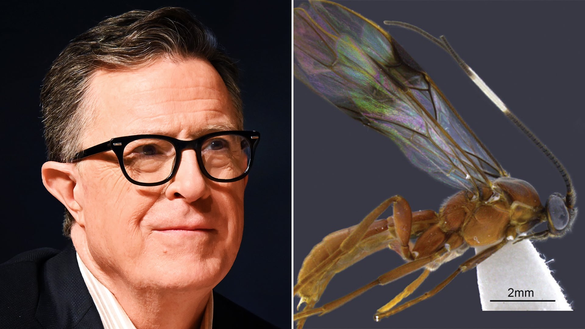 Stephen Colbert suma nuevas especies de invertebrados que llevan su nombre, como la avispa Aleiodes colberti