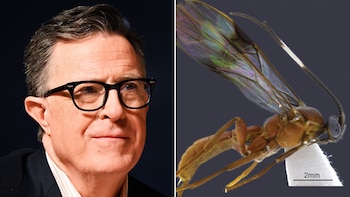 Retrato de Stephen Colbert con gafas de montura negra a la izquierda, y una avispa marrón-rojiza con alas iridiscentes y antenas largas a la derecha