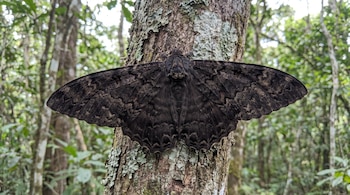 Mariposa negra de alas extendidas posada en el tronco rugoso de un árbol, con líquenes claros; fondo borroso de bosque con hojas verdes y troncos.