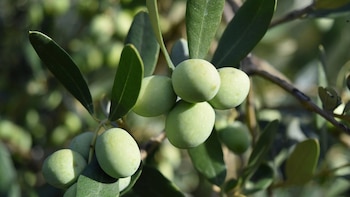 Cooperativas Agro-alimentarias se persona en