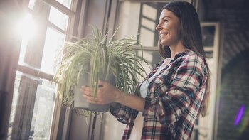 Su ingesta o su aplicación