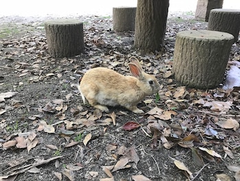 En 1929 el gobierno japonés