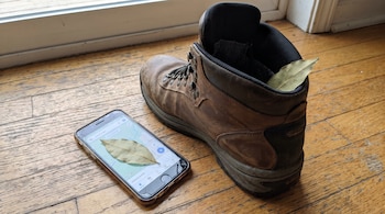 Una bota de senderismo marrón, un teléfono celular con pantalla rota, dos hojas de laurel y un piso de madera.