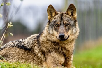 Un ejemplar de lobo ibérico.