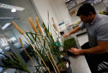 Las adhesiones de los tenedores