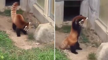 Por compartir video de un