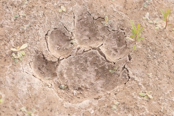 Huellas Qaramta en PN El Impenetrable - foto de Gerardo Cerón_Fundación Rewilding Argentina