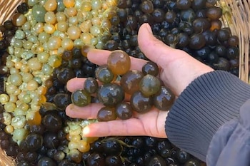 Rico en proteínas, minerales, vitaminas