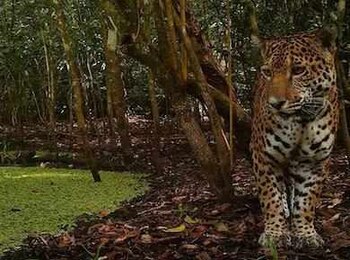 El bosque tropical en la