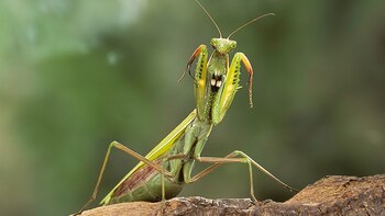 Revelador hallazgo: ¿una mantis religiosa