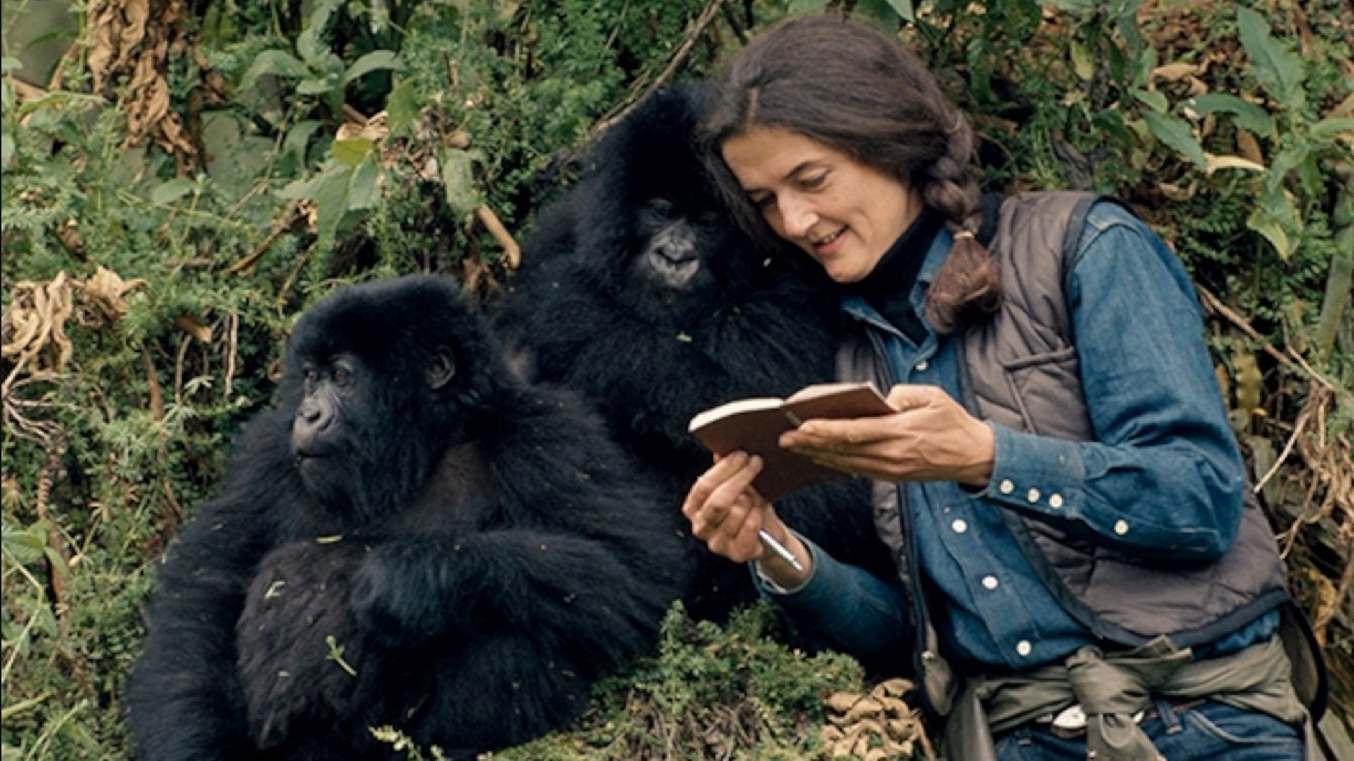 Fossey cambió el destino de su vida cuando conoció África: se convirtió en una guardiana de los gorilas de la montaña (National Geographic)