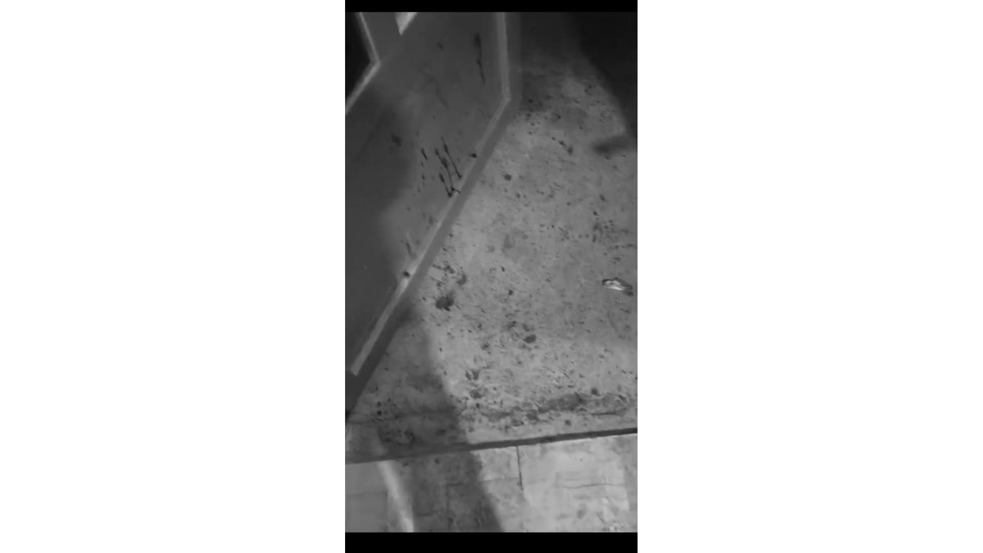 La vivienda habría quedado con los rastros de sangre del canino - crédito Karen Yineli/Facebook