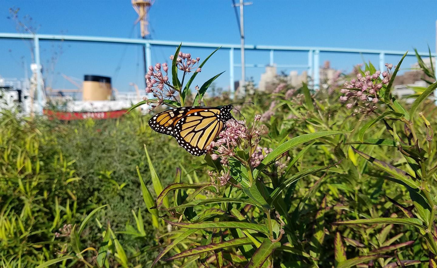 Monarch Watch permitirá observar la migración de estos polinizadores y conocer los desafíos que enfrentan durante sus desplazamientos.