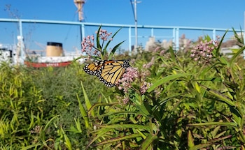 Monarch Watch permitirá observar la migración de estos polinizadores y conocer los desafíos que enfrentan durante sus desplazamientos.
