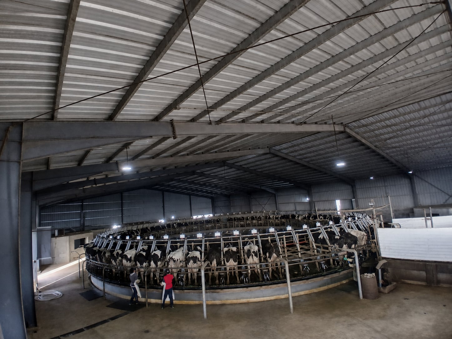 La producción mundial de leche consolida su recuperación