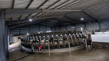 La producción mundial de leche consolida su recuperación