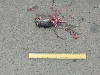 Falta de datos confiables dificulta