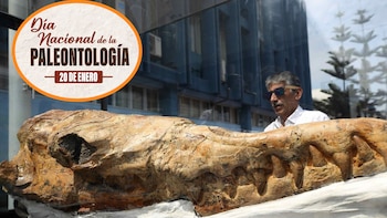 El fósil pertenece al Cosmopolitodus