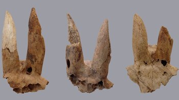 Los antiguos egipcios deformaban los