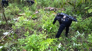 Guatemala: Autoridades destruyen 128 mil arbustos de coca en Petén