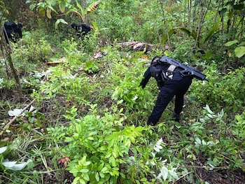 Las fuerzas de seguridad de Guatemala erradicaron 128 mil arbustos de hoja de coca en Petén durante un operativo conjunto de la Policía Nacional Civil y el Ejército. (Cortesía: Ministerio de Gobernación de Guatemala)