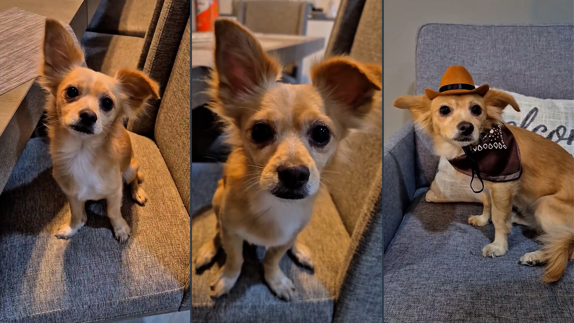 Este pequeño de cuatro patas muestra una imagen divertida y entretenida para sus seguidores Crédito: TikTok/ @titan_elperro