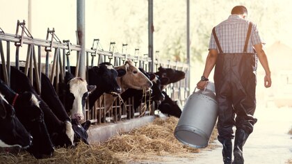 Detectaron un nuevo caso de gripe aviar en humanos vinculado al brote en vacas lecheras  en EEUU